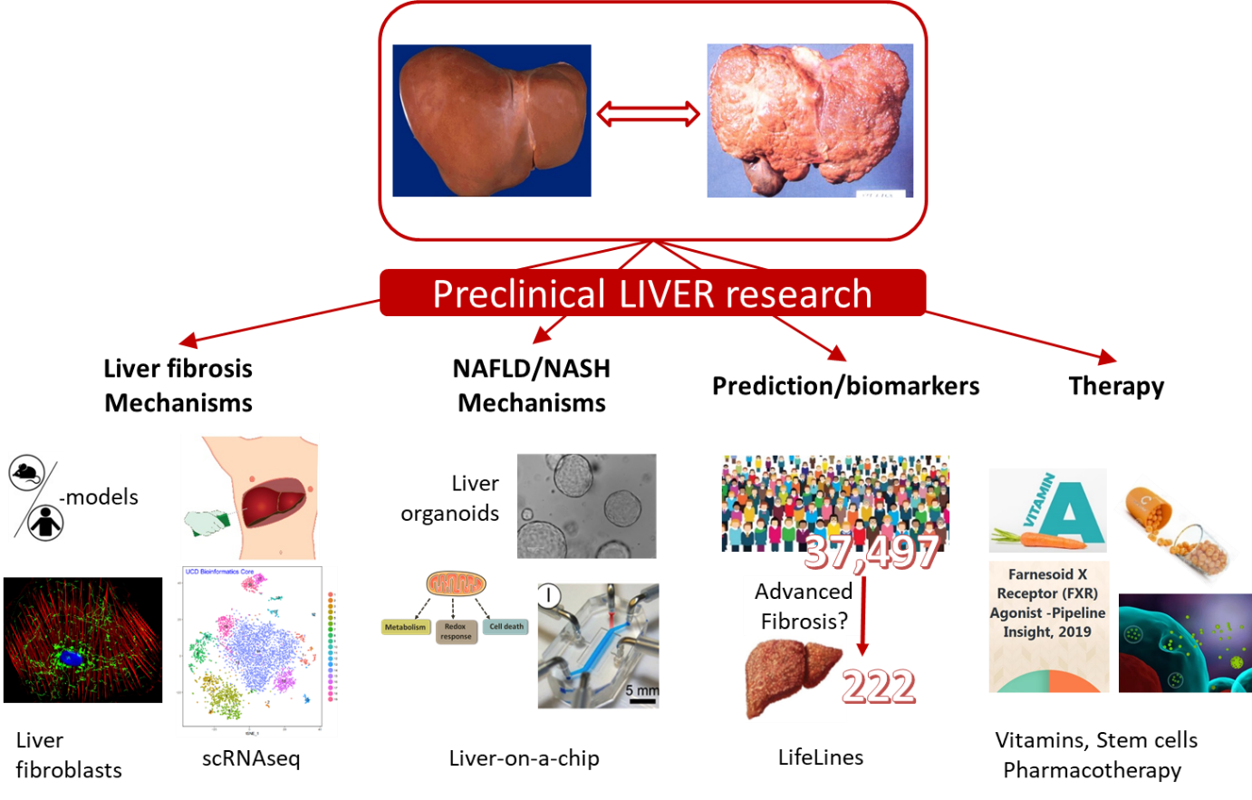 Preclinical liver research