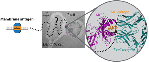 Research Highlights