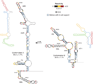 Illustration: two coexisting alternative structures for the 3’ UTR of SARS-CoV-2 identified by combined chemical probing and DRACO analysis (the color-coding on the stylized structures helps visualizing the structural switch).