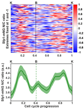 Oscillatory localization dynamics of a TORC1 and PKA substrate (the Sfp1 transcription factor) during the yeast cell cycle. Figure taken from [2].