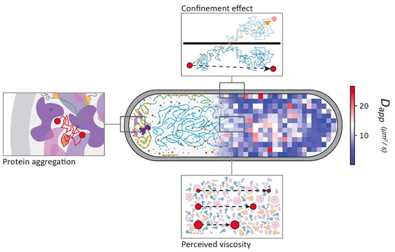 Protein dynamics in the cytoplasm of Escherichia coli. A diffusion map obtained with single-molecule displacement mapping is overlayed with a schematic of the cytoplasm of the cell. The top panel highlights the effect of confinement on the measured diffusion, which leads to lower apparent diffusion coefficients near the boundaries of the cell. The bottom panel shows the effect of the perceived viscosity by diffusing proteins. Since diffusion scales with the complex mass of proteins, bigger particles will be affected more by the crowding of the cytoplasm than smaller molecules, leading to the deviation from the Einstein-Stokes equation. The left panel shows that accumulation of aggregated or misfolded proteins impairs the diffusion in these regions.