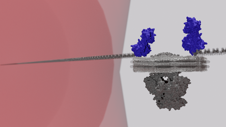 Illustration: studying transmembrane transporters using optical tweezers (image credit: Ana Radu)