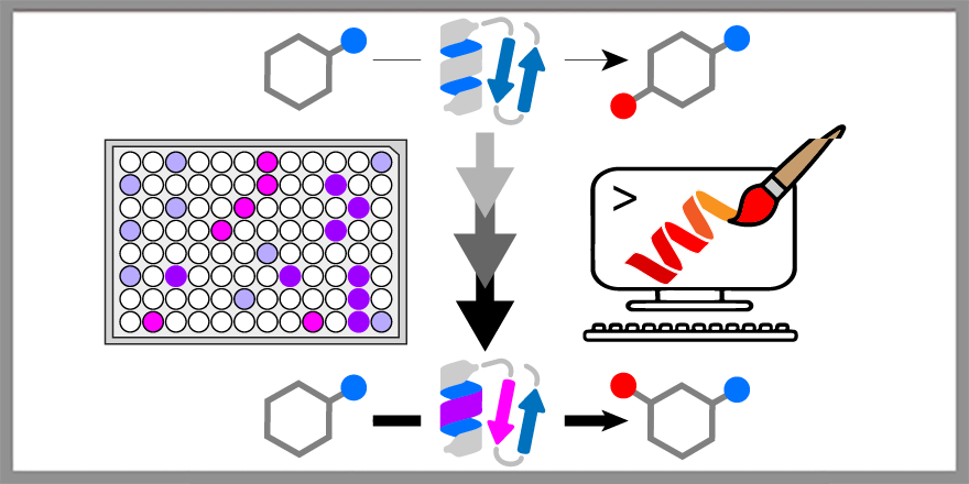 Biotransformation and Biocatalysis