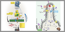 Host-Microbe Interactions