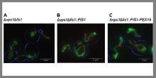 Molecular Cell Biology