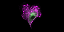 Molecular Immunology