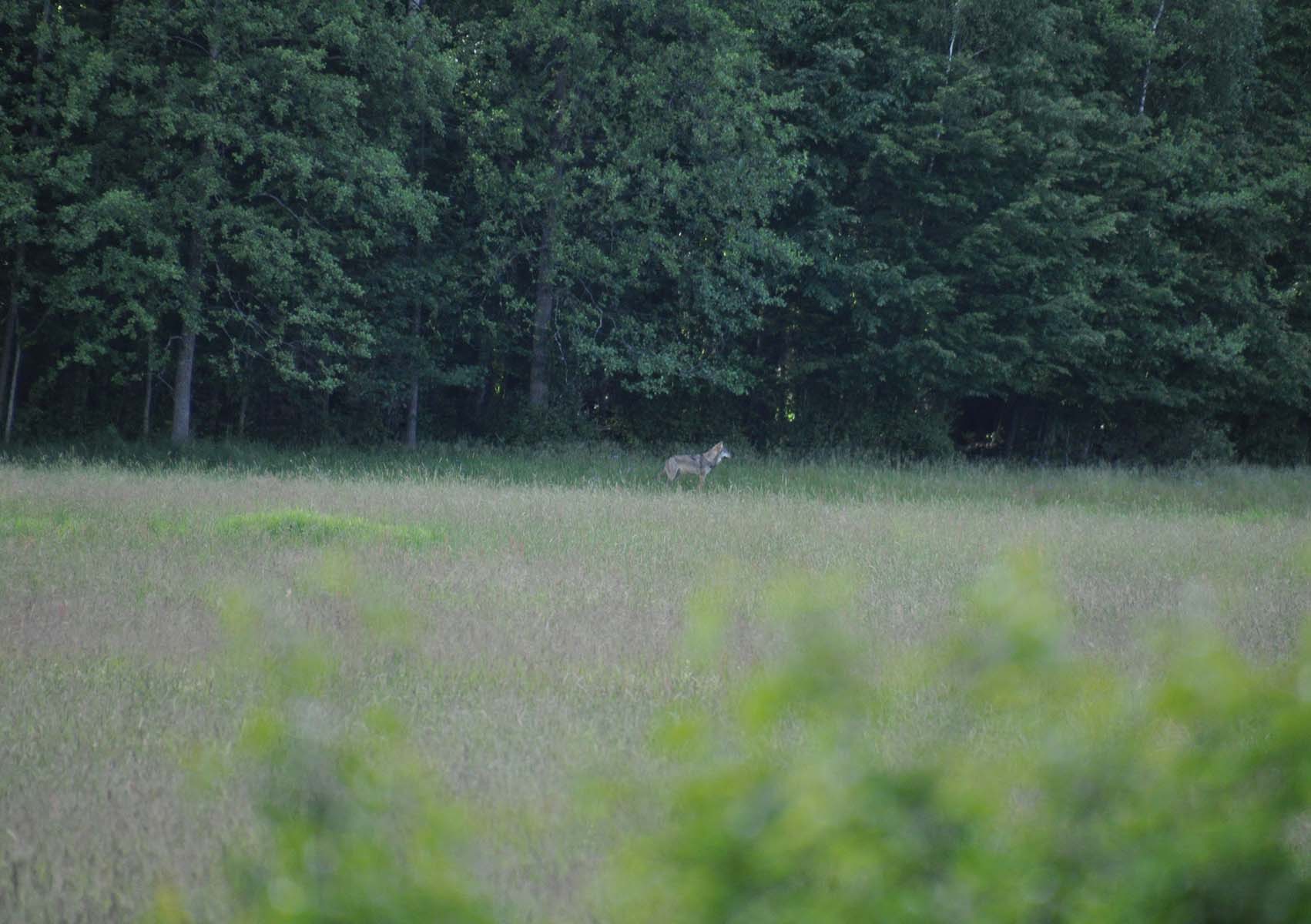 Europese wolf, door Annelies van Ginkel (RUG)