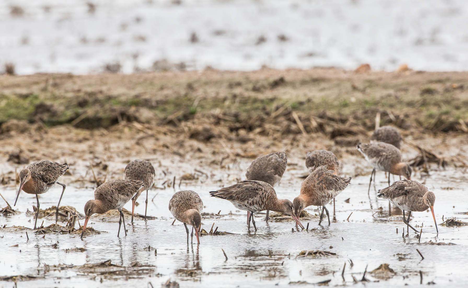 Een zwerm grutto's (Limosa limosa) foerageert in een rijstveld (Extremadura, Spanje). Foto door: Jan van de Kam.