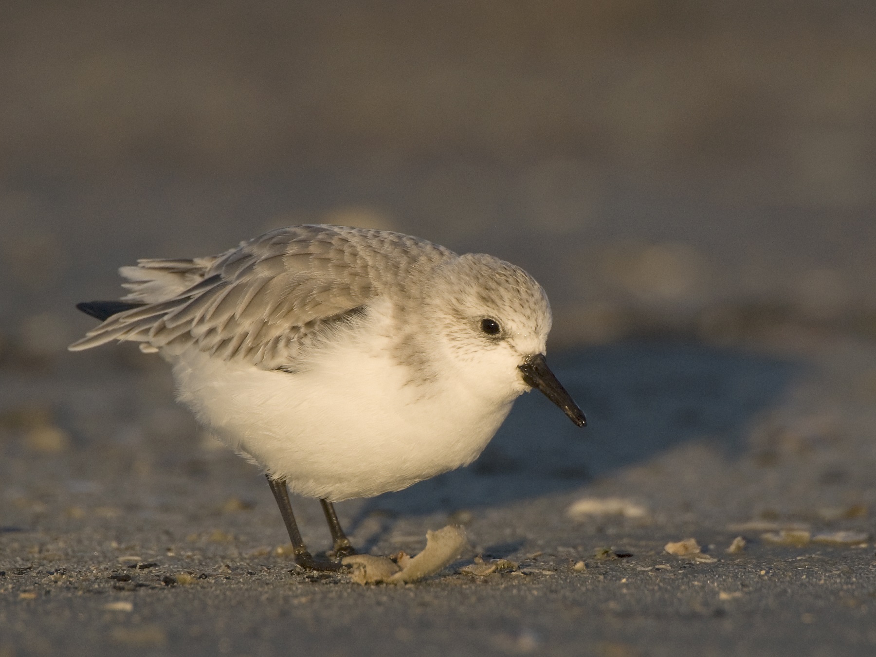 Een drieteenstrandloper tijdens een koude winterdag op Schiermonnikoog. Fotograaf: Jeroen Reneerkens.A sanderling on a cold winter’s day on Schiermonnikoog, the Netherlands. Photo by Jeroen Reneerkens