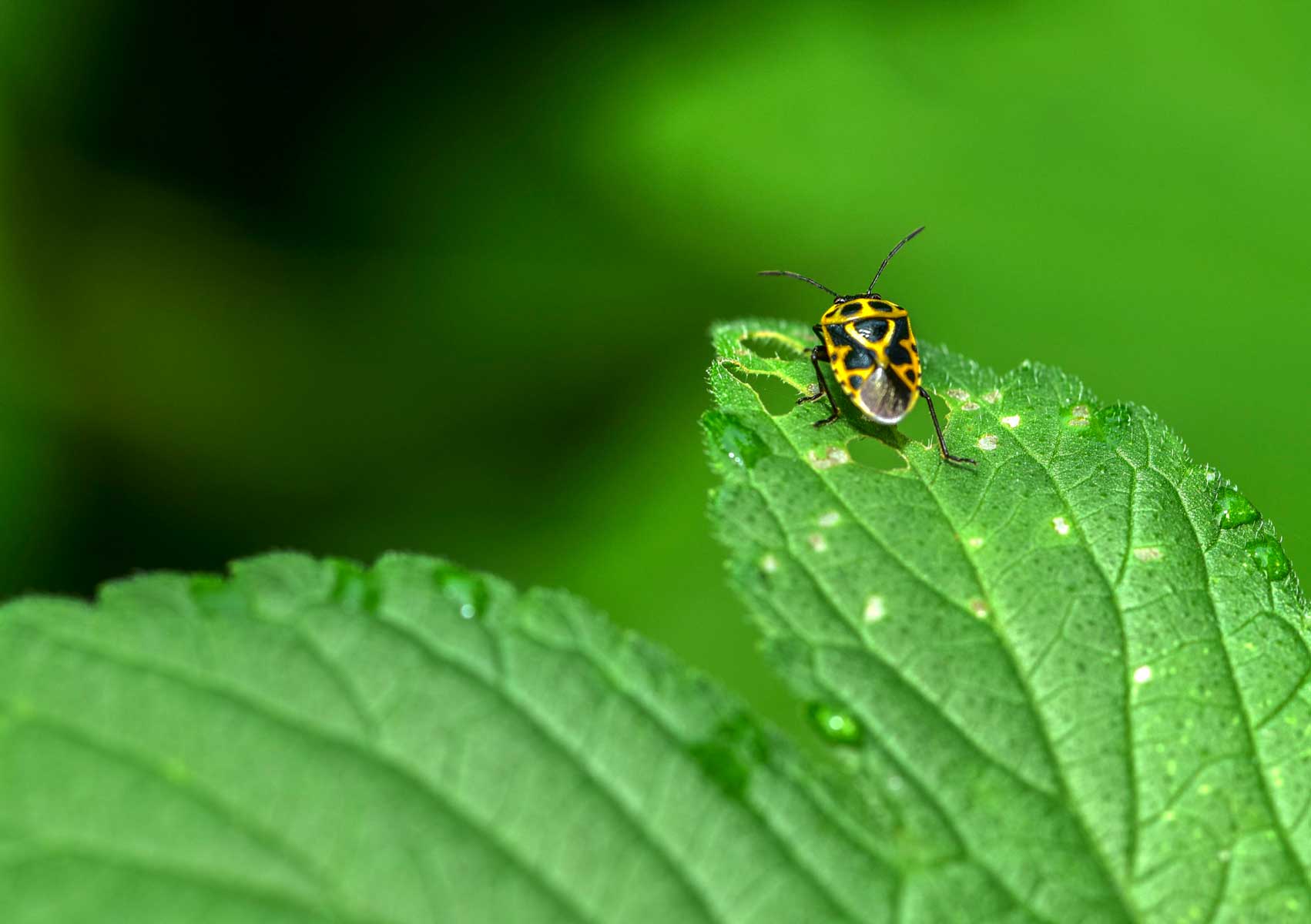 Biodiversity