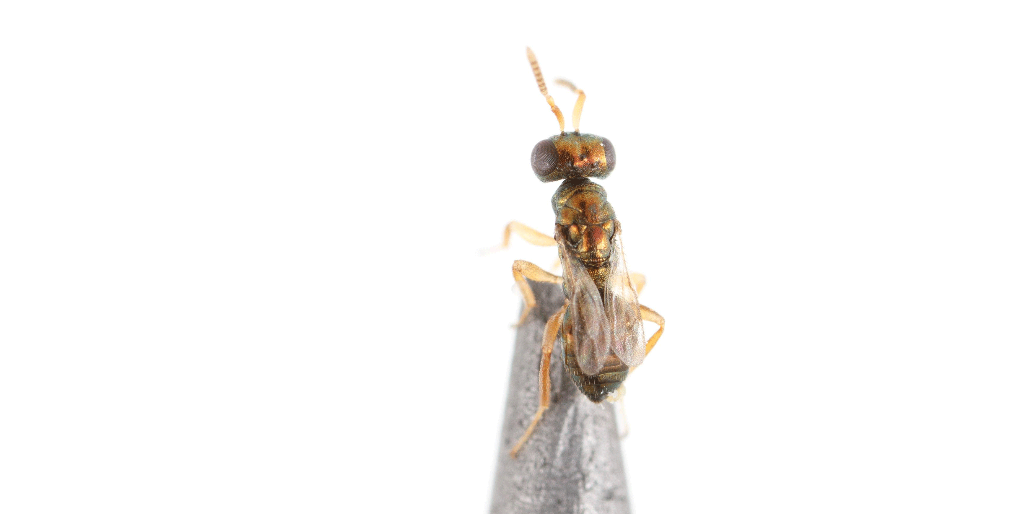 Nasonia vitripennis mannetje op potloodpunt. Foto: Jitte Groothuis (WUR)