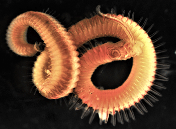 Invasive new shell parasite Polydora websteri (photo: Dagmar Lackschewitz)