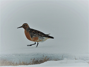 Red knot, Siberia (photo: Job ten Horn)