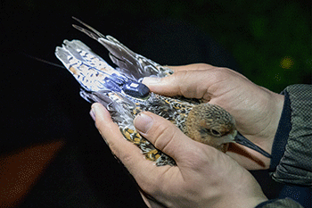 Tagged red knot (photo: Jort van Gils)