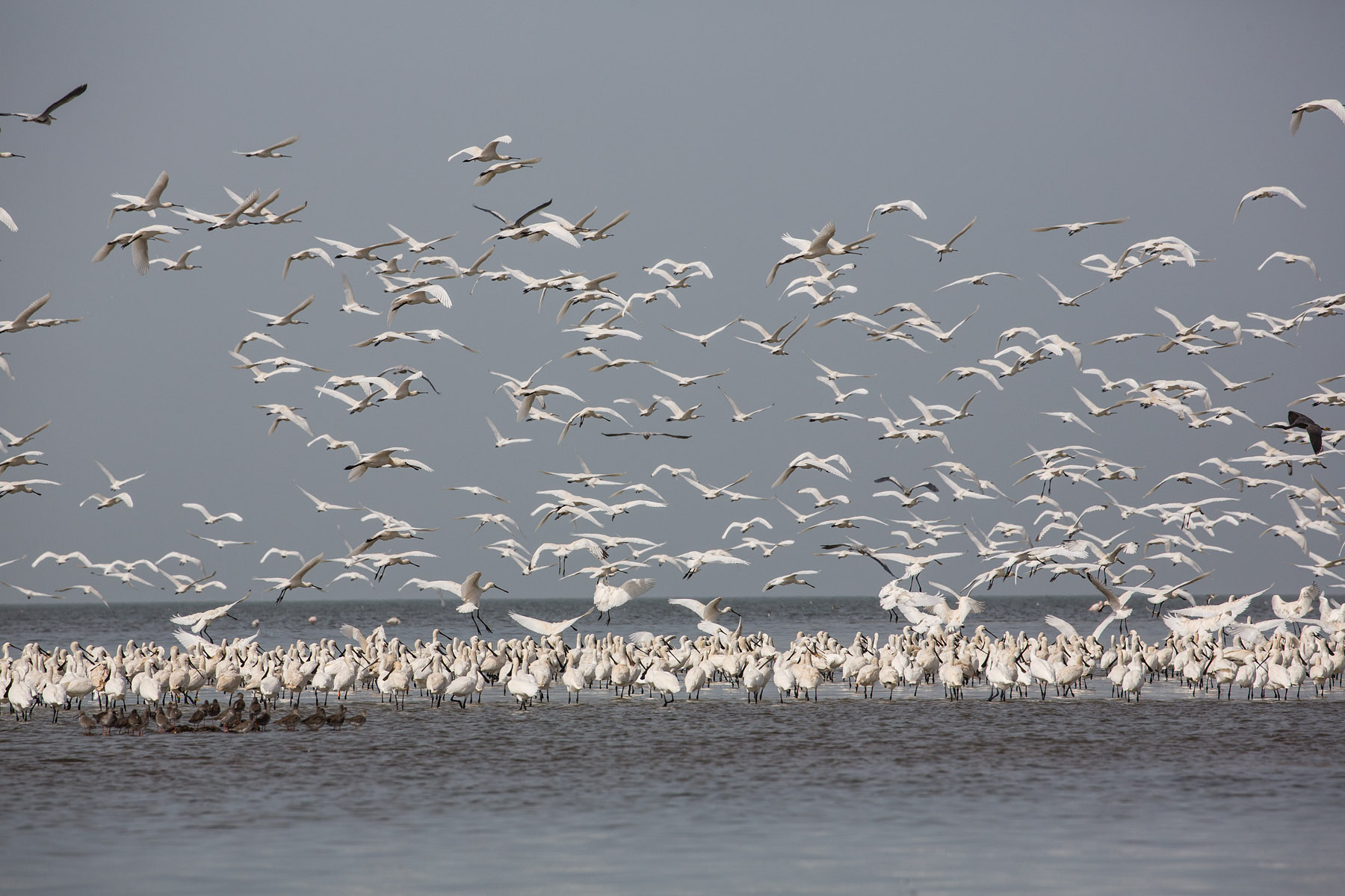 Lepelaars voor de kust van Mauretanië | Foto Jan van de Kam