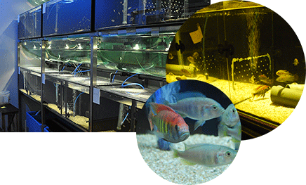 Aquarium house, cichlids