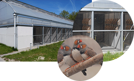 Small aviaries, zebra finches