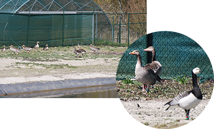Geese pond, barnacle and greylag geese