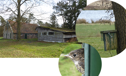 Summer station near Witteveen, Drenthe, pied flycatchers