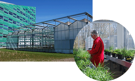 Greenhouse, African grasses