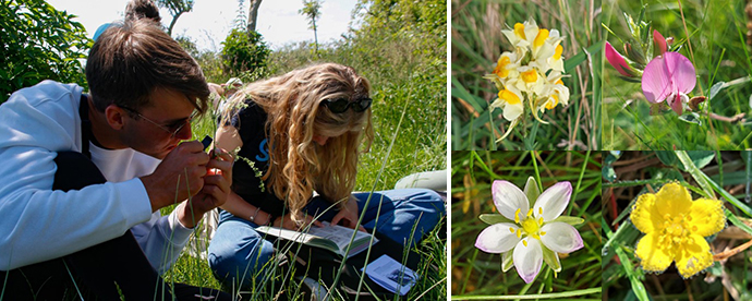 Cursus Biological Research Skills: duinplanten determinerenCourse Biological Research Skills: identifying dune plantsKurs Biological Research Skills: Dünenpflanzen identifizieren