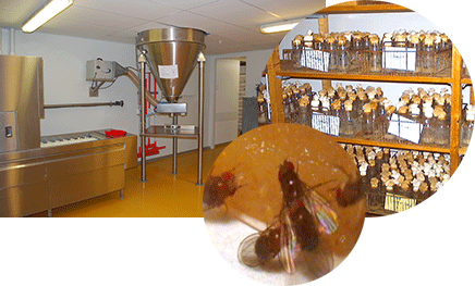 Feed preparation facility, Drosophila stocks