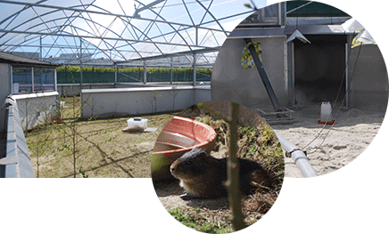 Outdoor rodent gardens, guinea pig