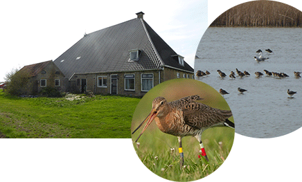 Summer station in SW-Friesland, meadow birds