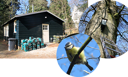 Summer station at the “Vosbergen” estate close to Groningen, blue tits