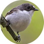 Pied flycatcher