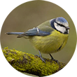 Blue tit