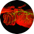 Drosophila mating