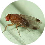 Spotted-winged Drosophila