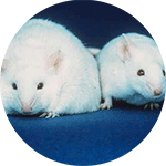 Obese and normal mouse