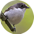 Pied flycatcher