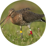 Black-tailed godwit