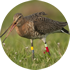 Black-tailed godwit