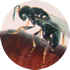 Nasonia wasp