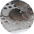 Exploring rats