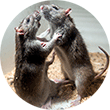 Fighting rats