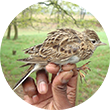 Skylark
