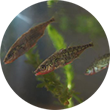 Three-spined sticklebacks