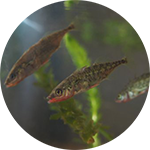 Three-spined sticklebacks