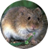 Vole