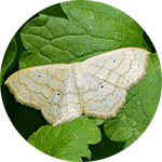 Winter moth