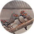 Zebra finches