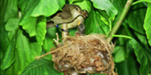 Seychelles warbler