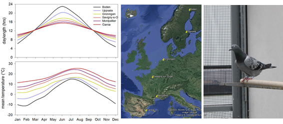 Seasonal variation in pidgeons