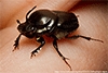 Dung beetle