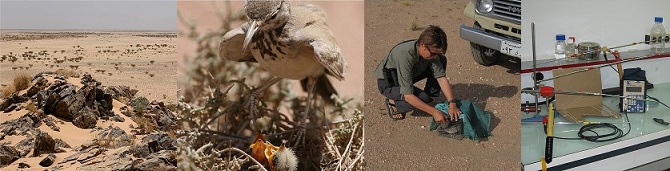 Heat balance of desert birds